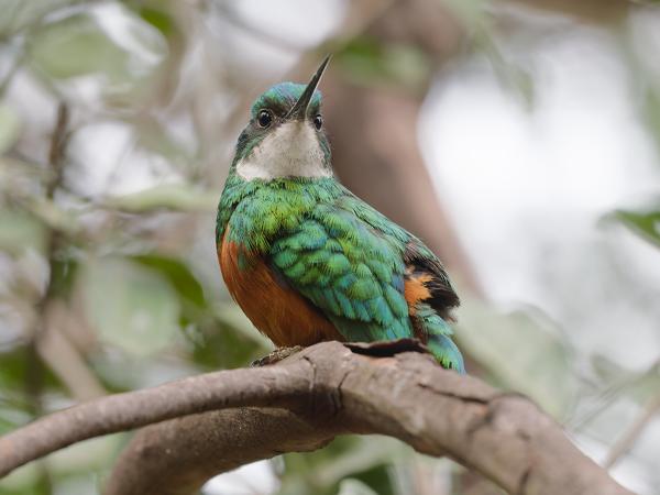 Roodstaartglansvogel (Galbula ruficauda)